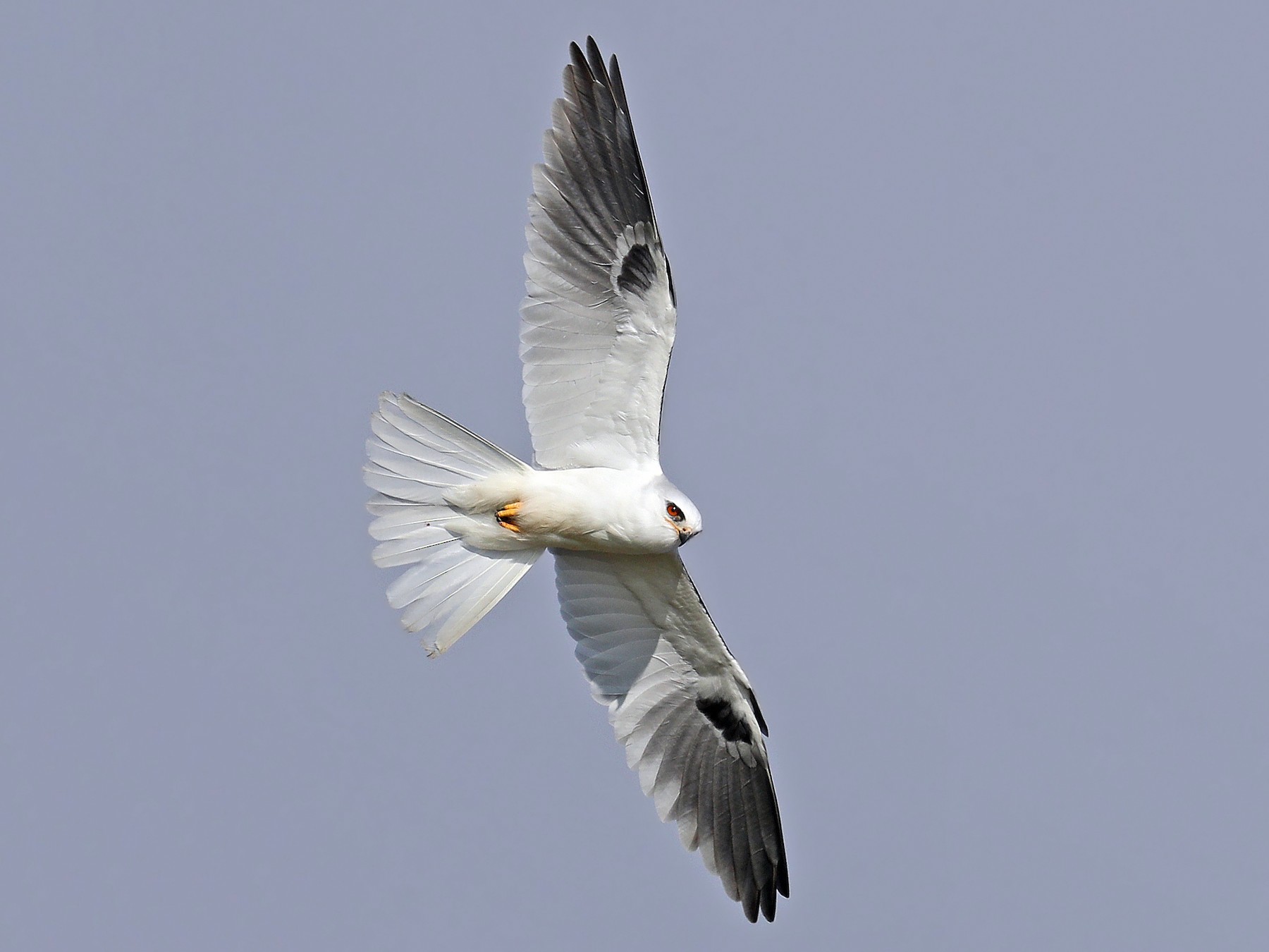 White tails. White-tailed. Elanus leucurus.