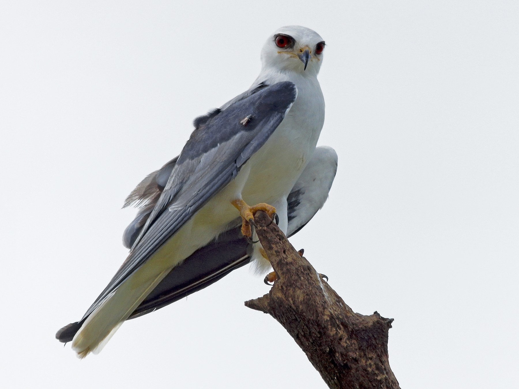 Whitetailed Kite eBird