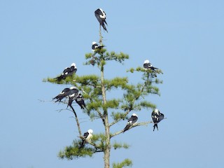  - Swallow-tailed Kite
