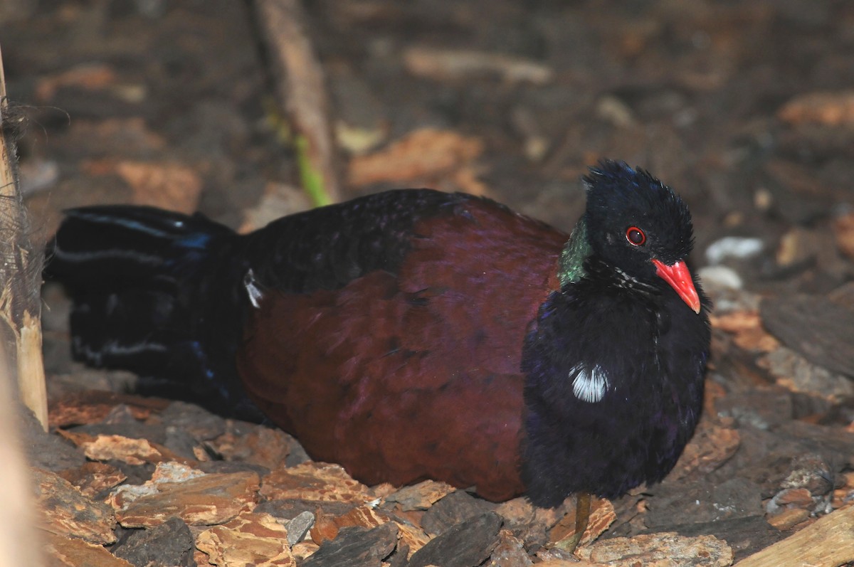 Pheasant Pigeon (Green-naped) - marvin hyett