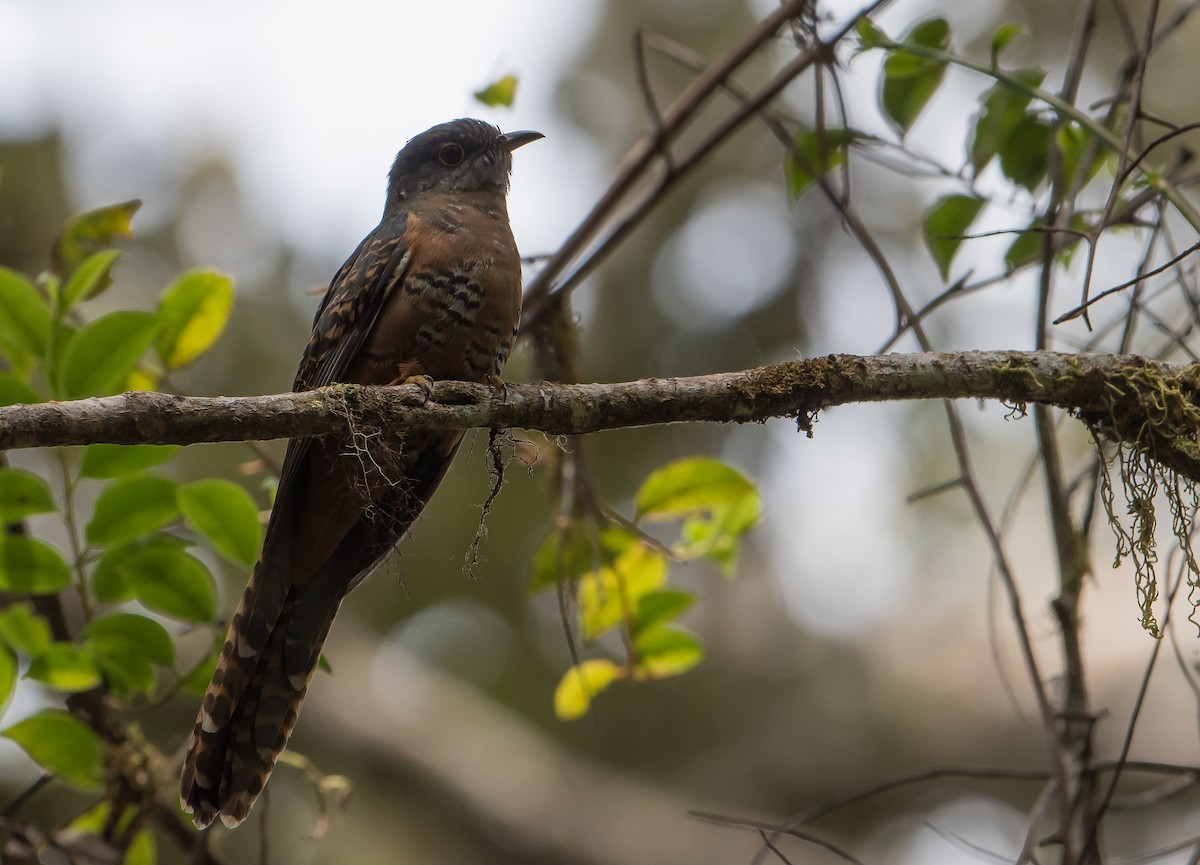 Brush Cuckoo (Sulawesi) - ML70708701
