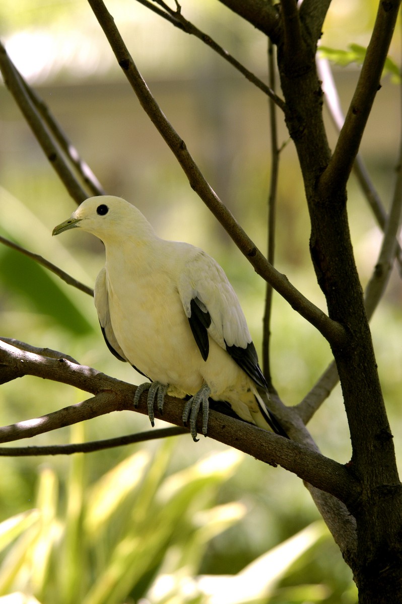 Pied Imperial-Pigeon - marvin hyett