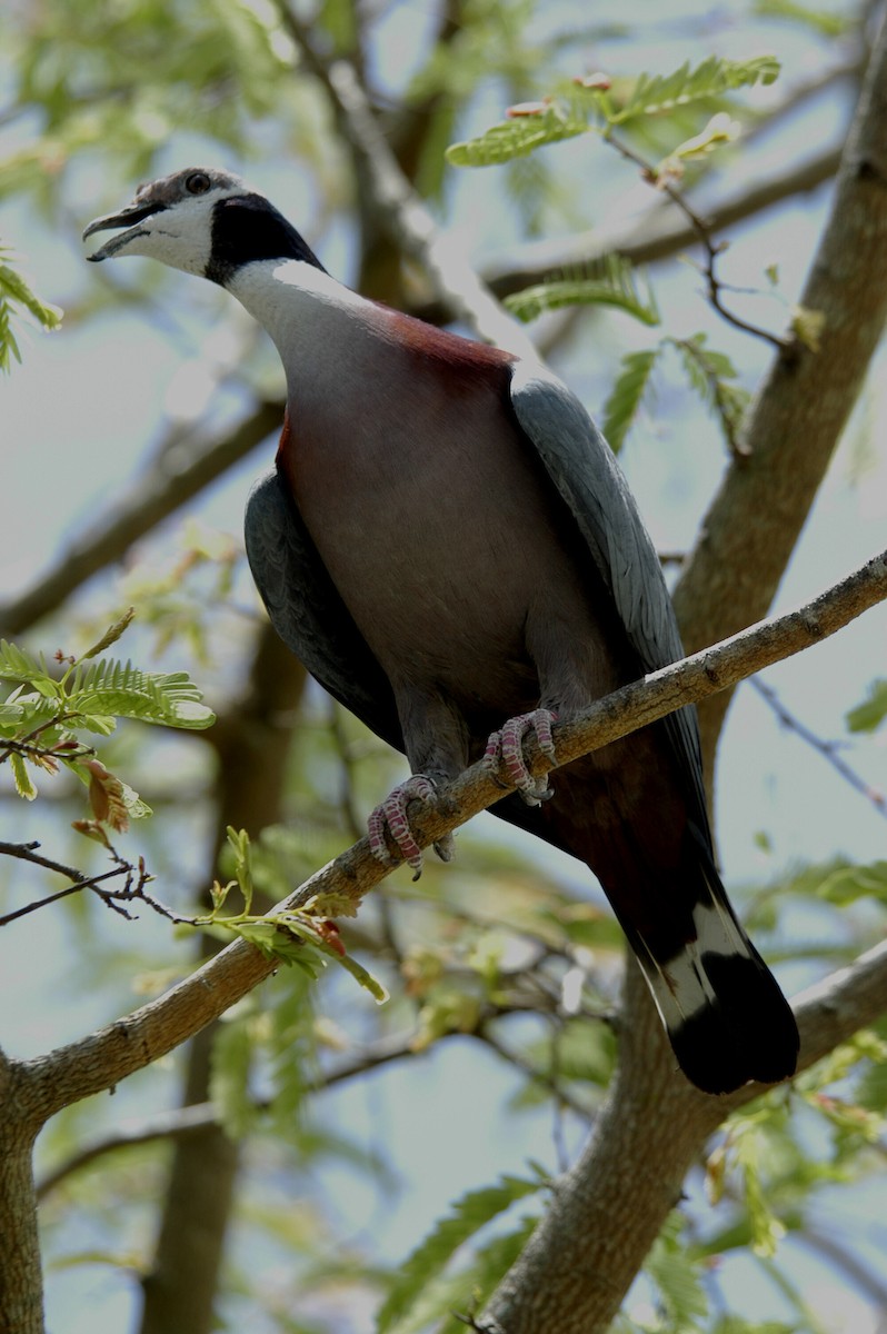 Collared Imperial-Pigeon - marvin hyett
