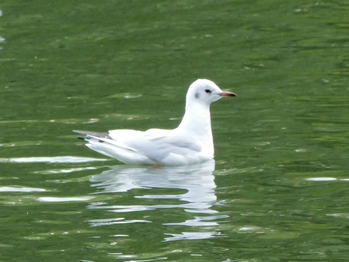 Mouette rieuse - ML70713811