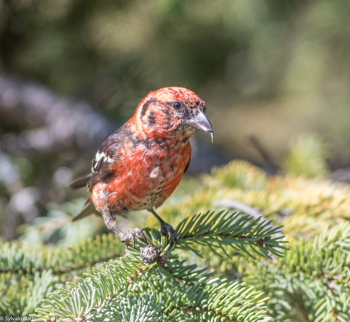 White-winged Crossbill - Sylvain Nadeau