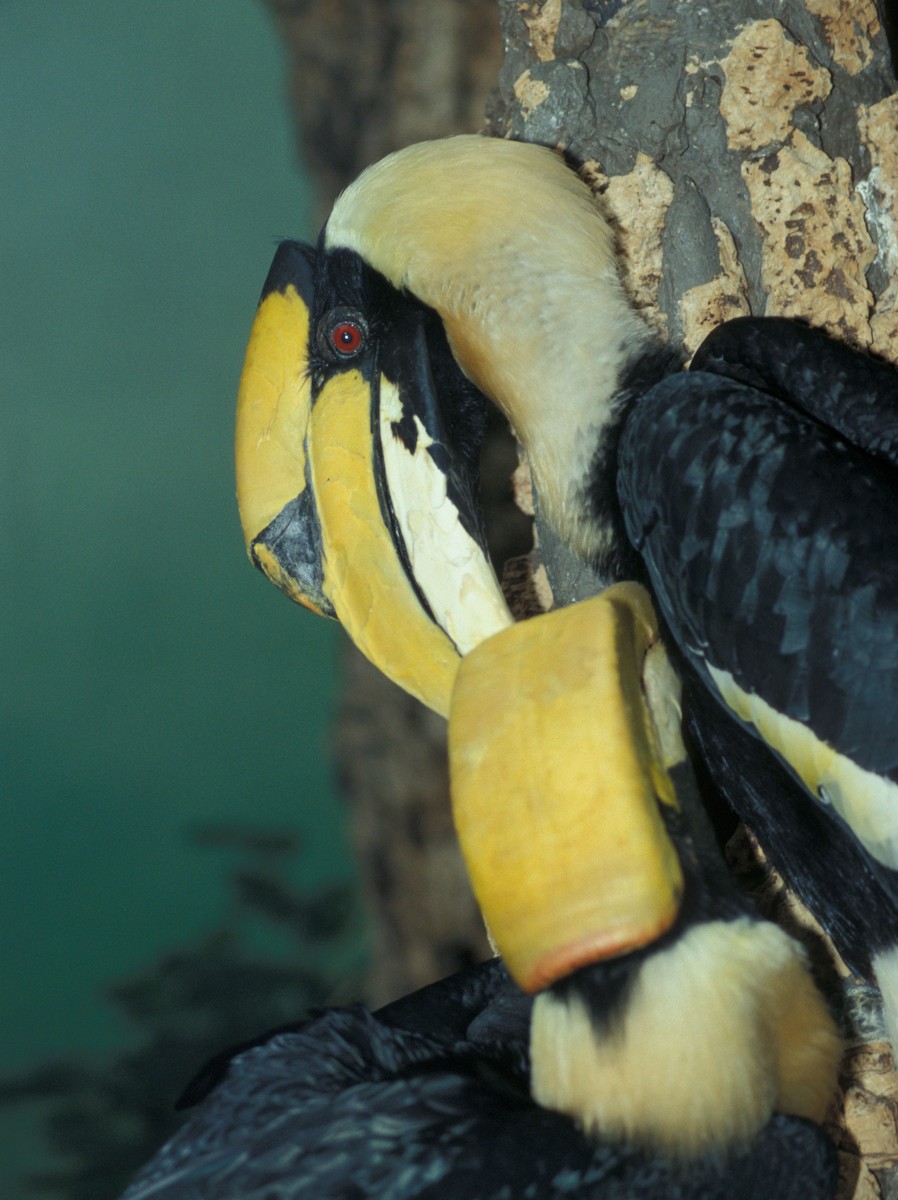 Great Hornbill - marvin hyett