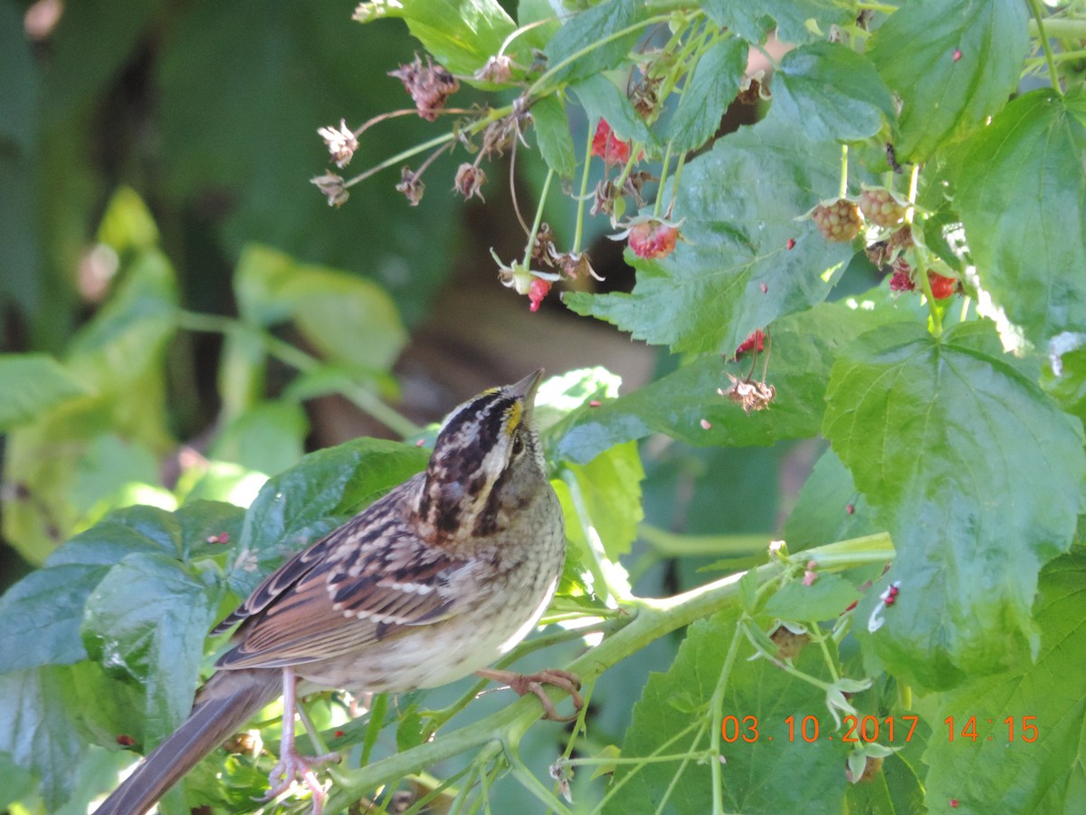White-throated Sparrow - ML70720191