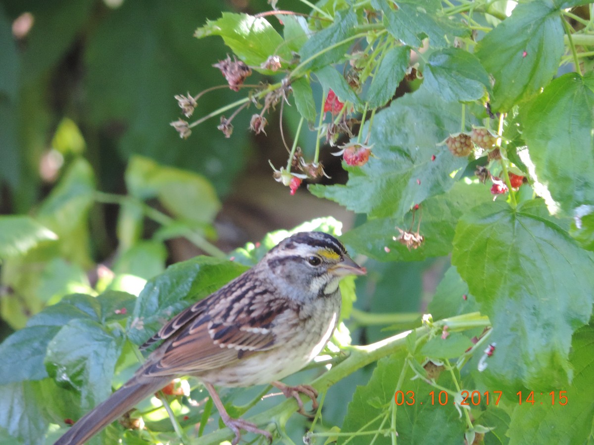White-throated Sparrow - ML70720241