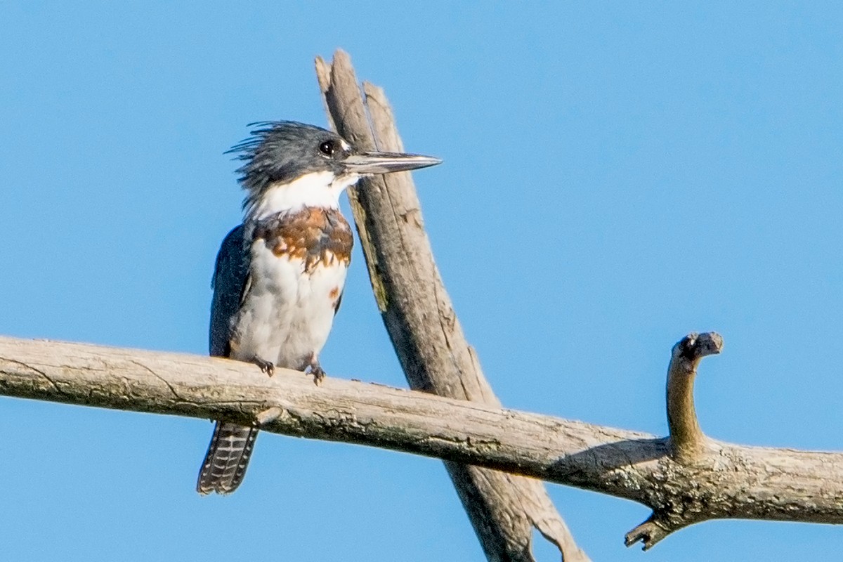 Belted Kingfisher - ML70720461