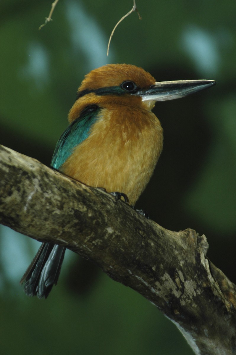 Guam Kingfisher - marvin hyett