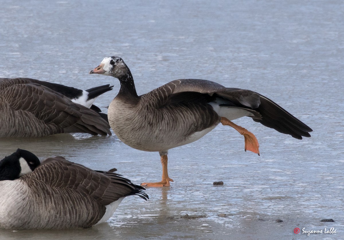 Greater White-fronted x Canada Goose (hybrid) - Suzanne Labbé