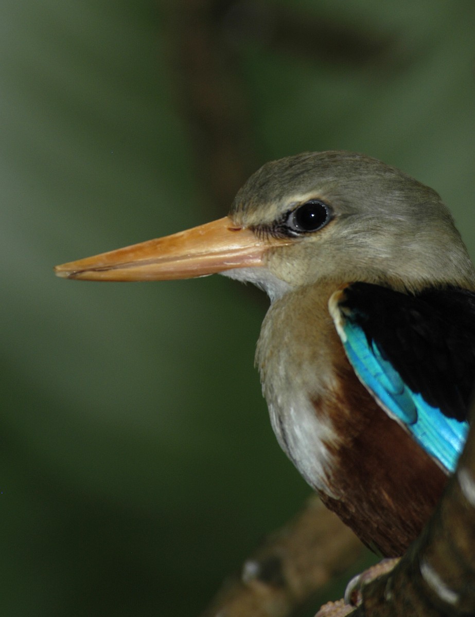 Gray-headed Kingfisher - marvin hyett