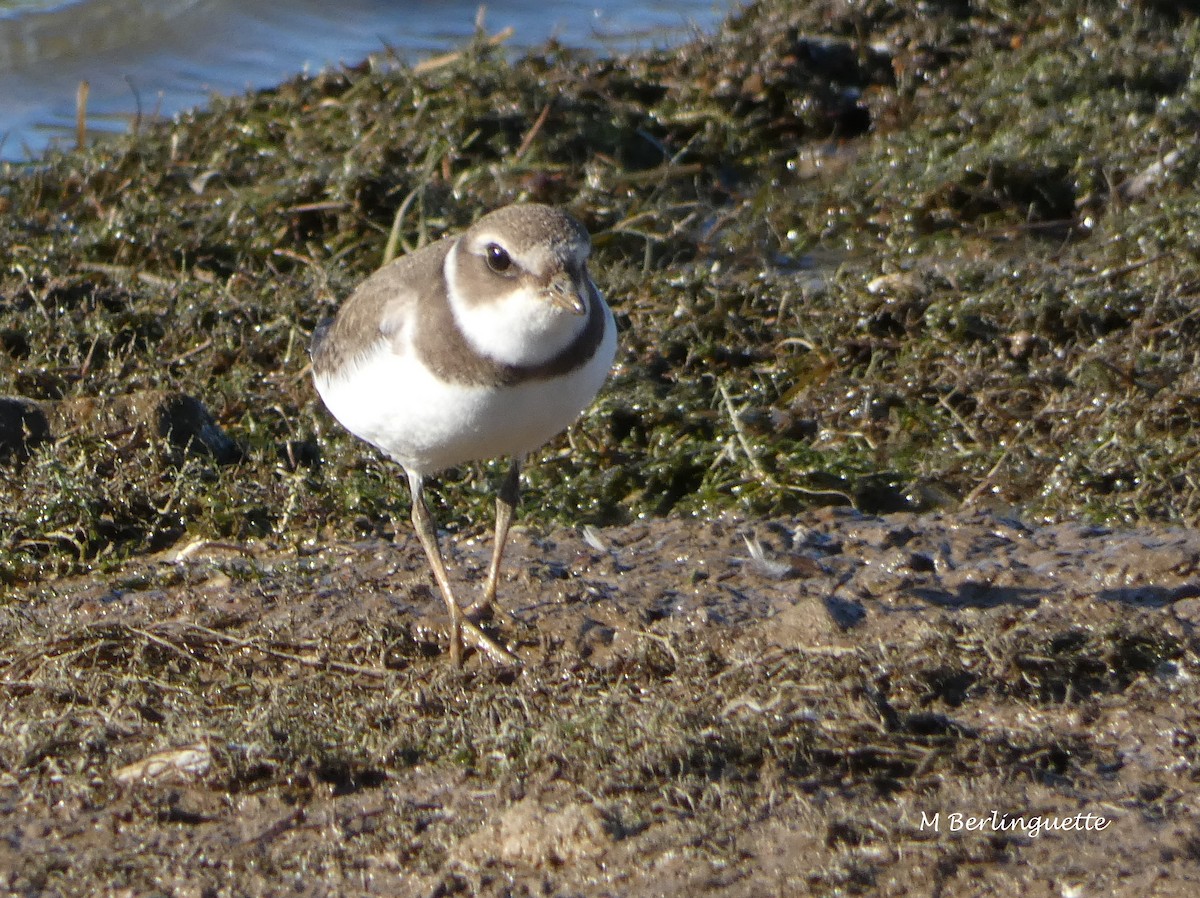 Semipalmated Plover - ML70724941