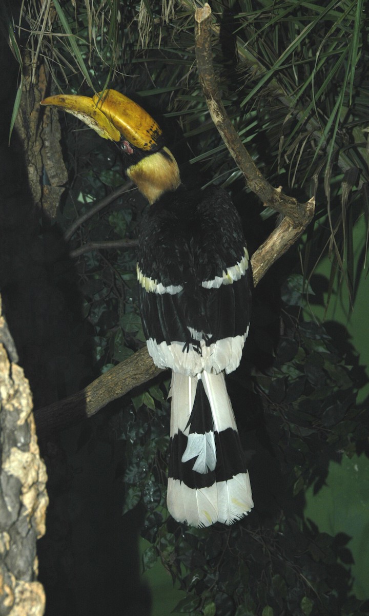 Great Hornbill - marvin hyett