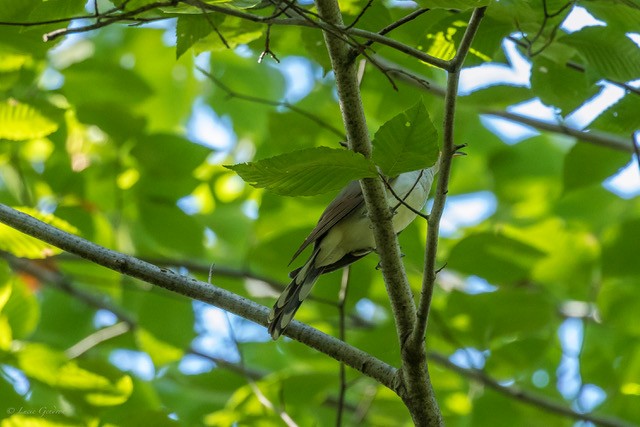 Yellow-billed Cuckoo - Lucie Gendron