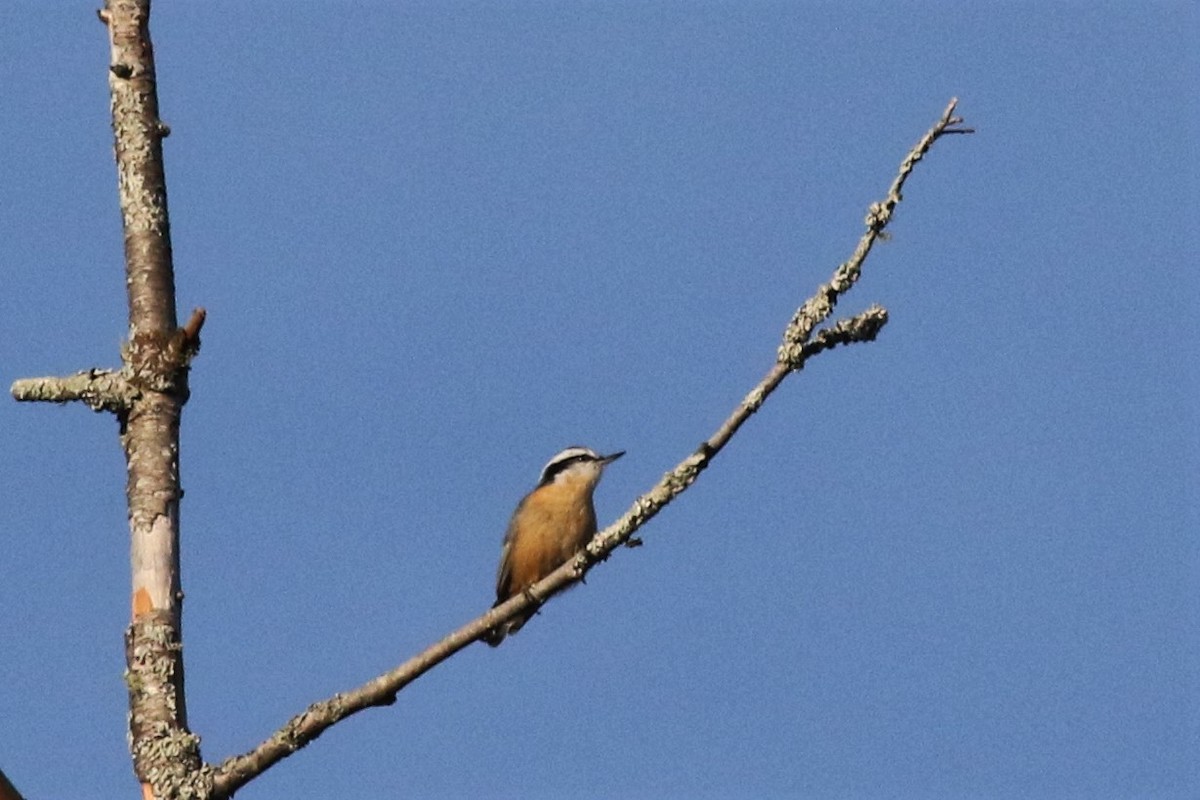 Red-breasted Nuthatch - ML70726531