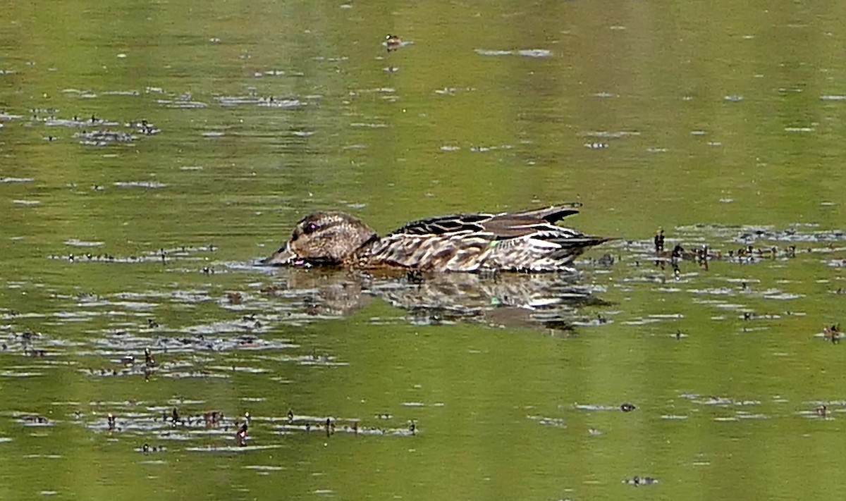 Green-winged Teal - ML70726581