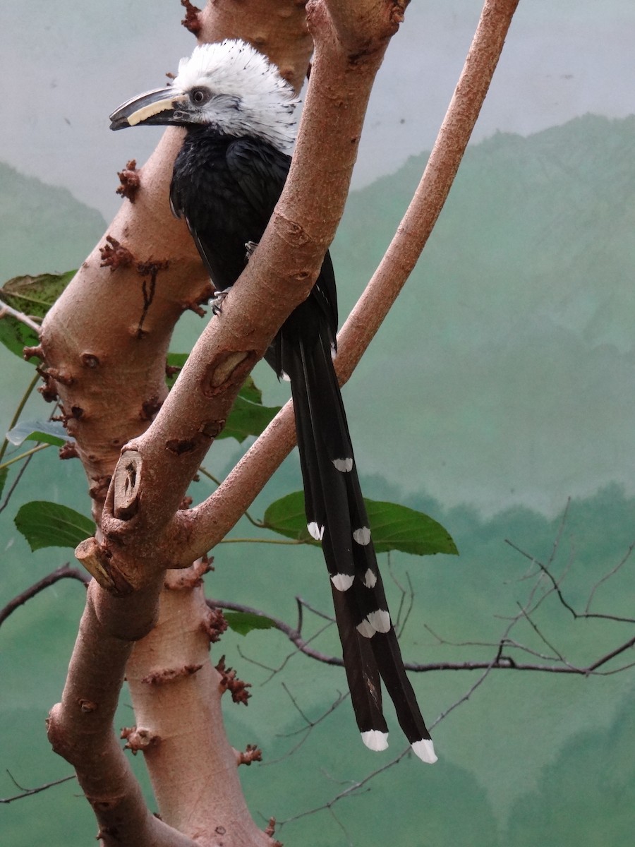 Western Long-tailed Hornbill - marvin hyett