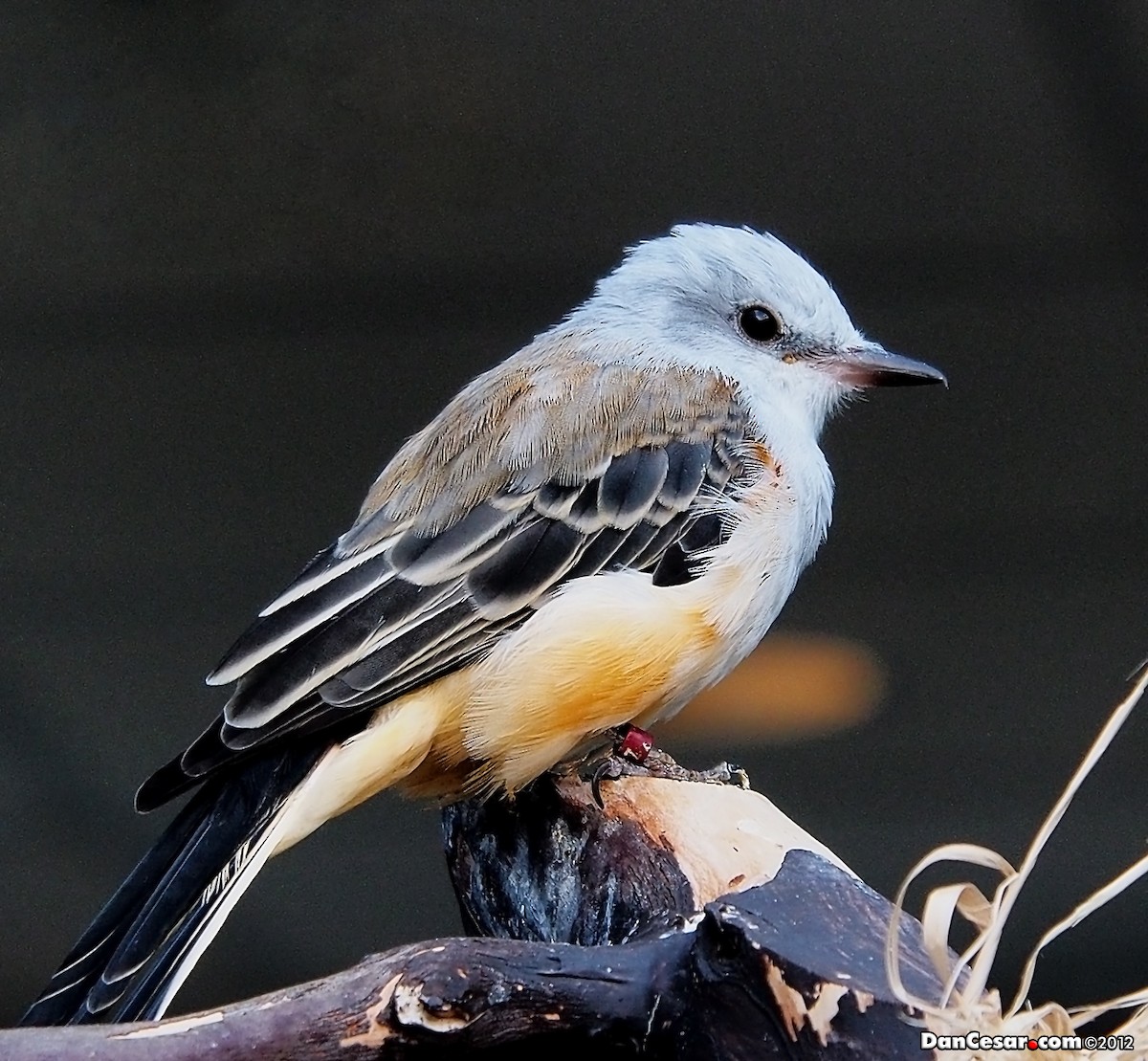 Scissor-tailed Flycatcher - DANNIE POLLEY