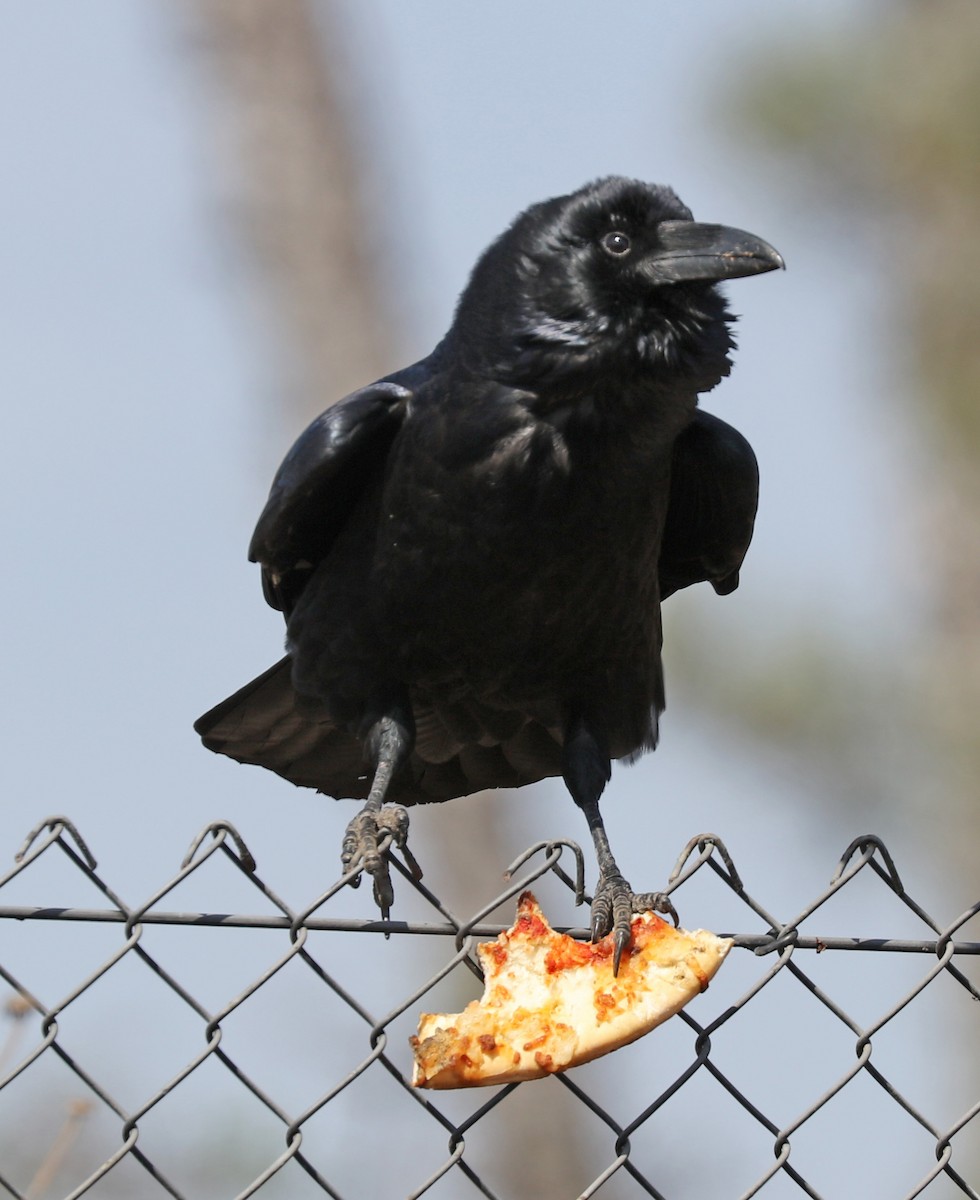 Common Raven - John Bruin