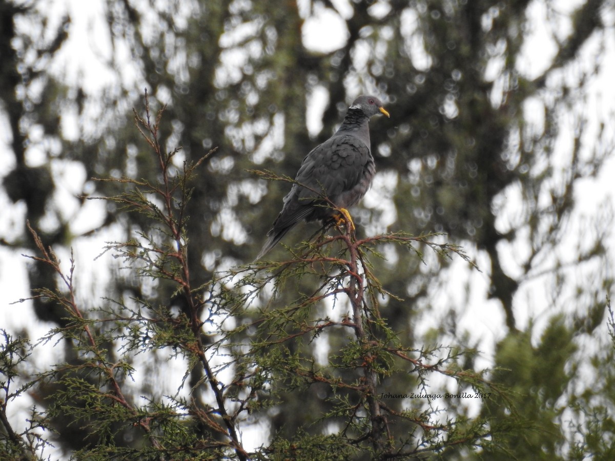 Band-tailed Pigeon - ML70731321