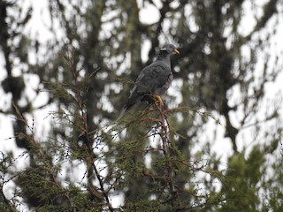 Band-tailed Pigeon, ML70731321