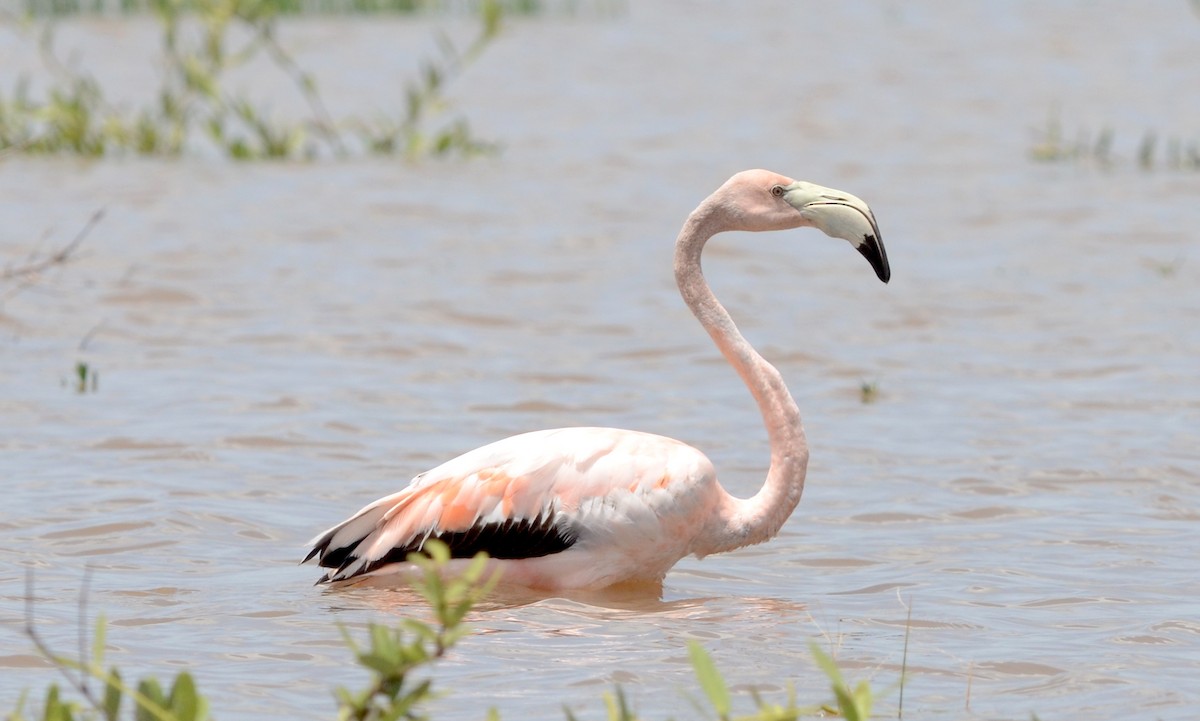 Amerika Flamingosu - ML70731481