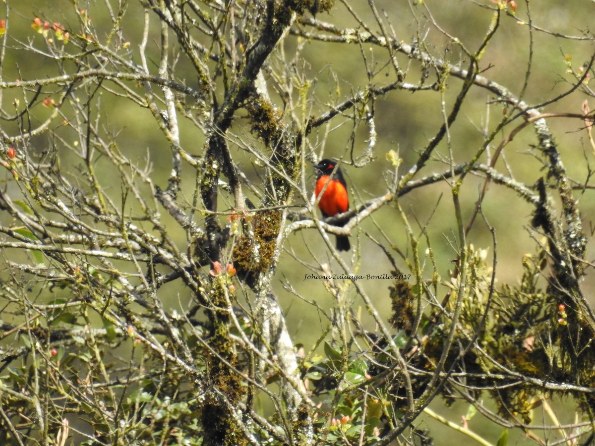 Scarlet-bellied Mountain Tanager - ML70731701