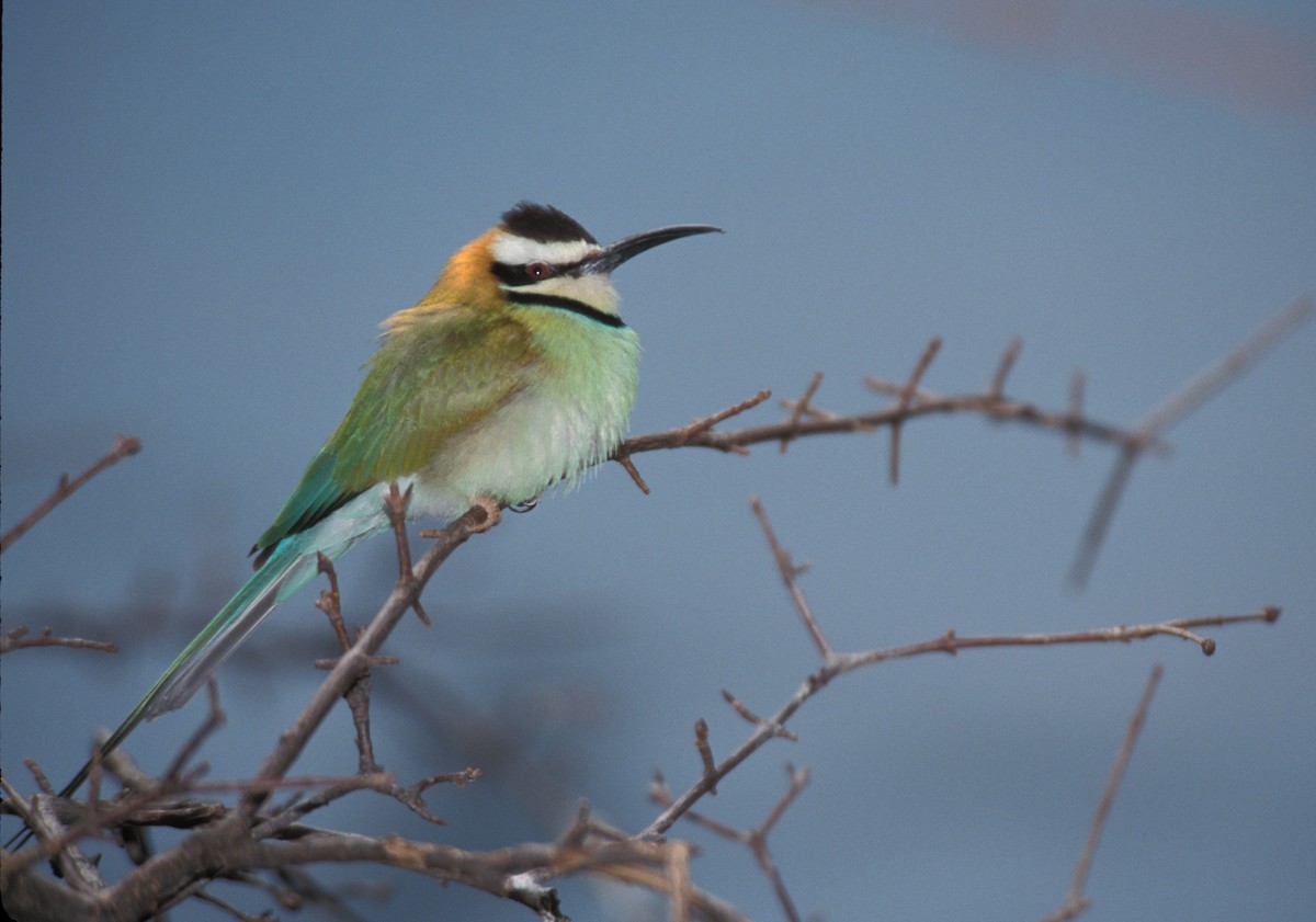 White-throated Bee-eater - marvin hyett