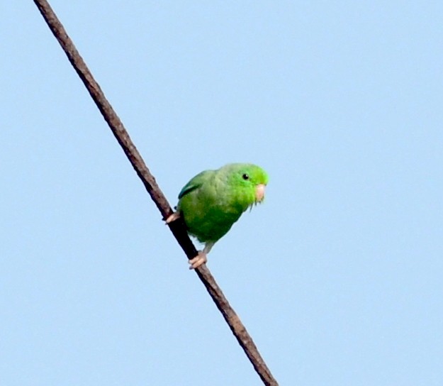 Зелёный воробьиный попугайчик - ML70732151