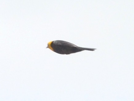 Yellow-hooded Blackbird - ML70732431