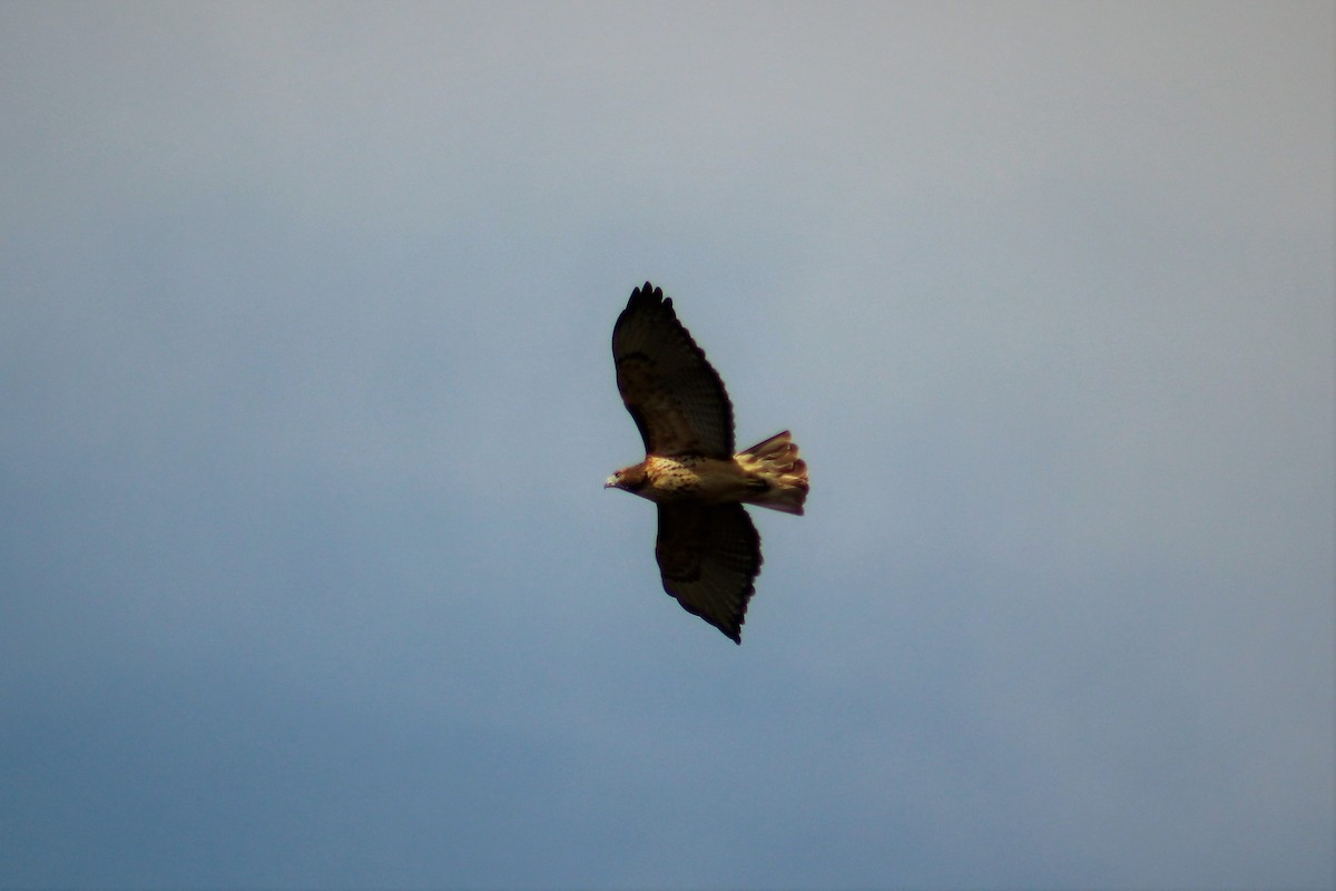 Red-tailed Hawk - ML70732691