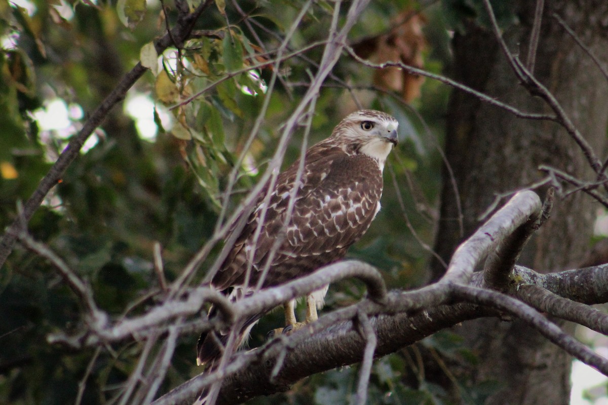 Red-tailed Hawk - ML70732741