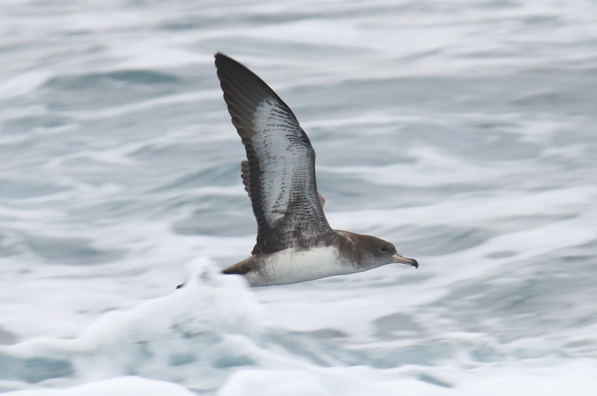 Pink-footed Shearwater - ML70733821