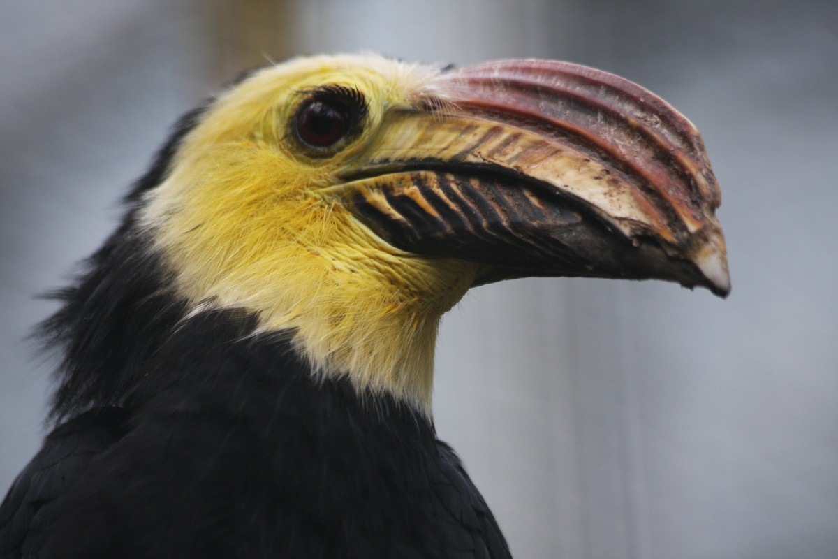 Sulawesi Hornbill (Sanford's) - Jan Harteman