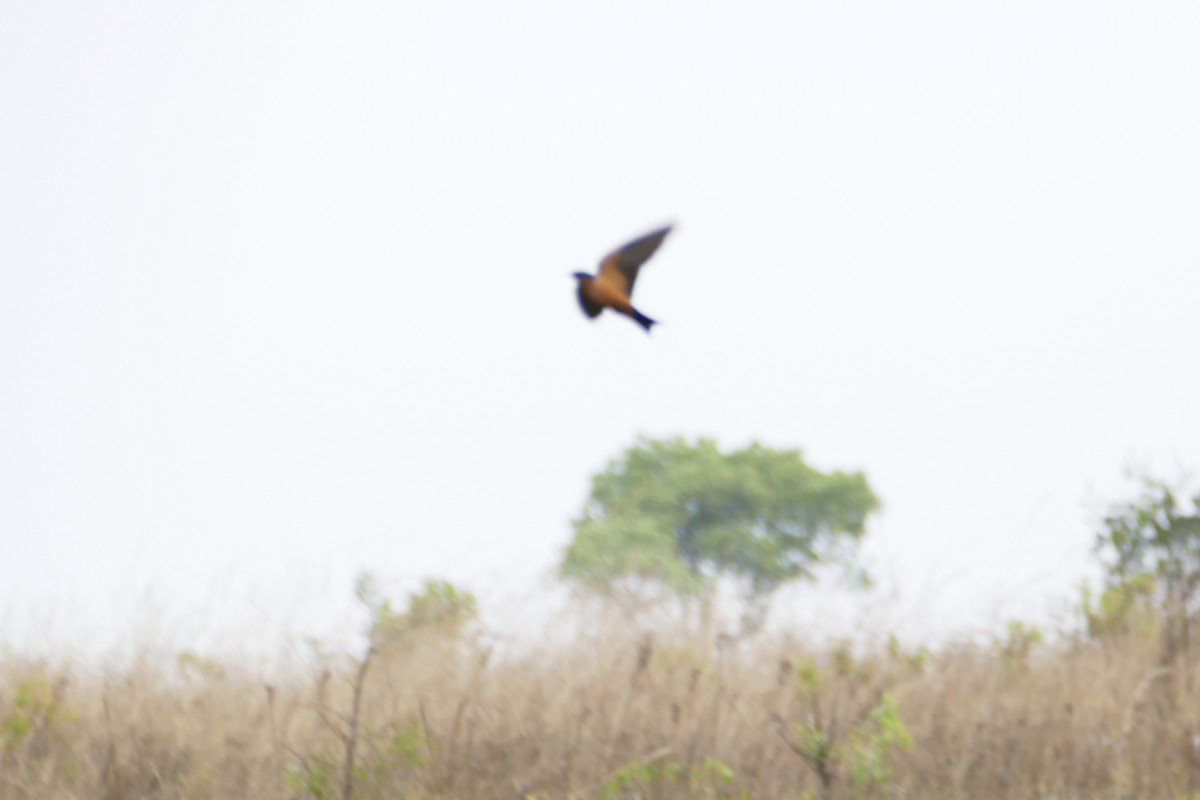 Black-and-rufous Swallow - ML70734181
