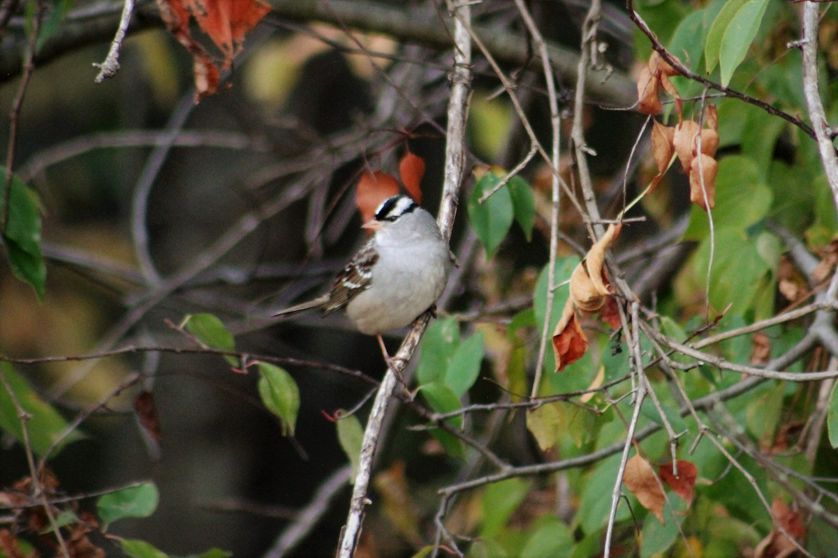 White-crowned Sparrow - ML70734381