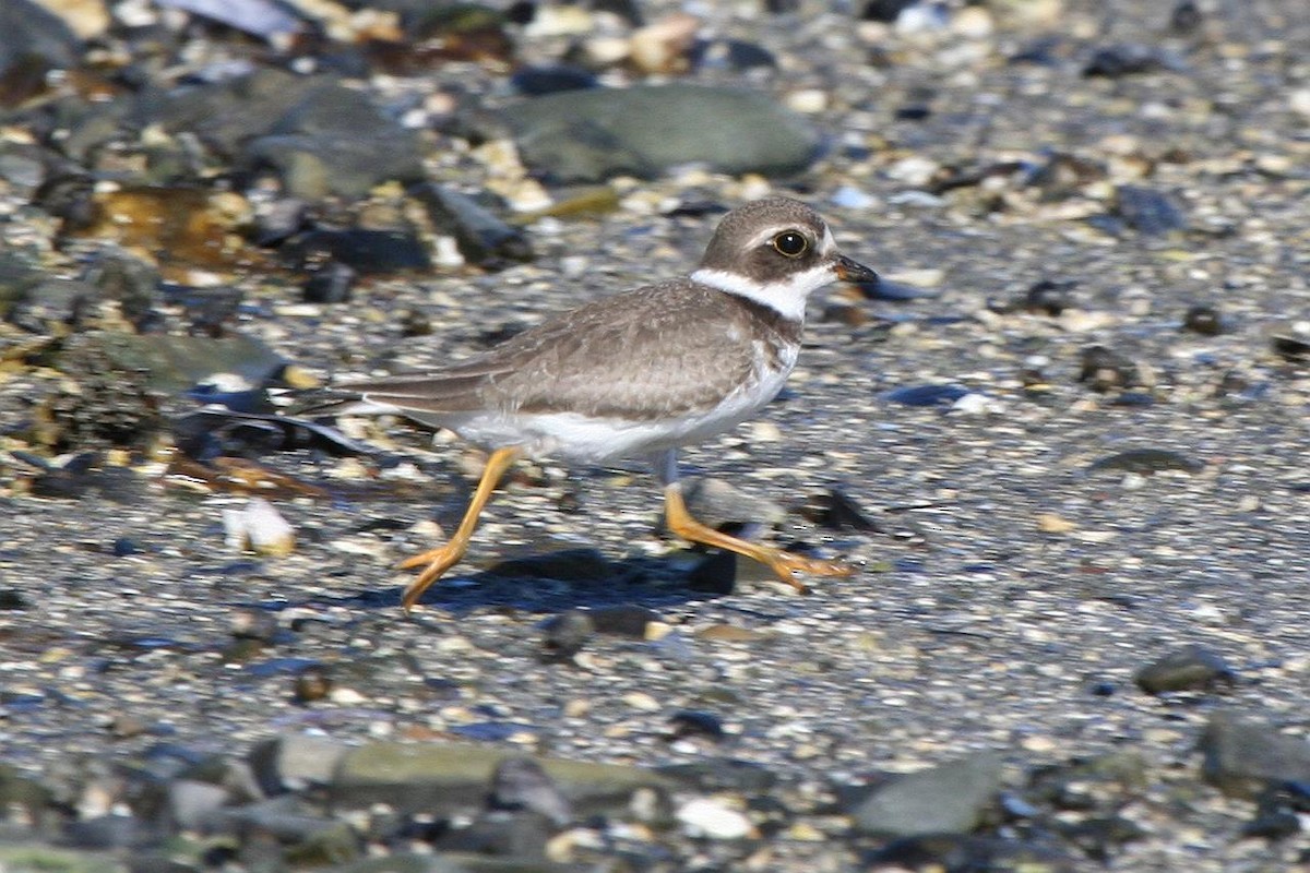 Semipalmated Plover - ML70734491