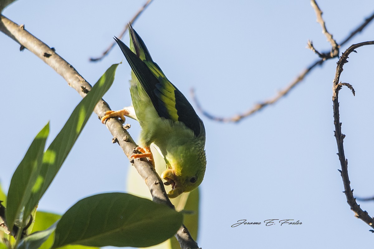 Lilac-tailed Parrotlet - ML70734971