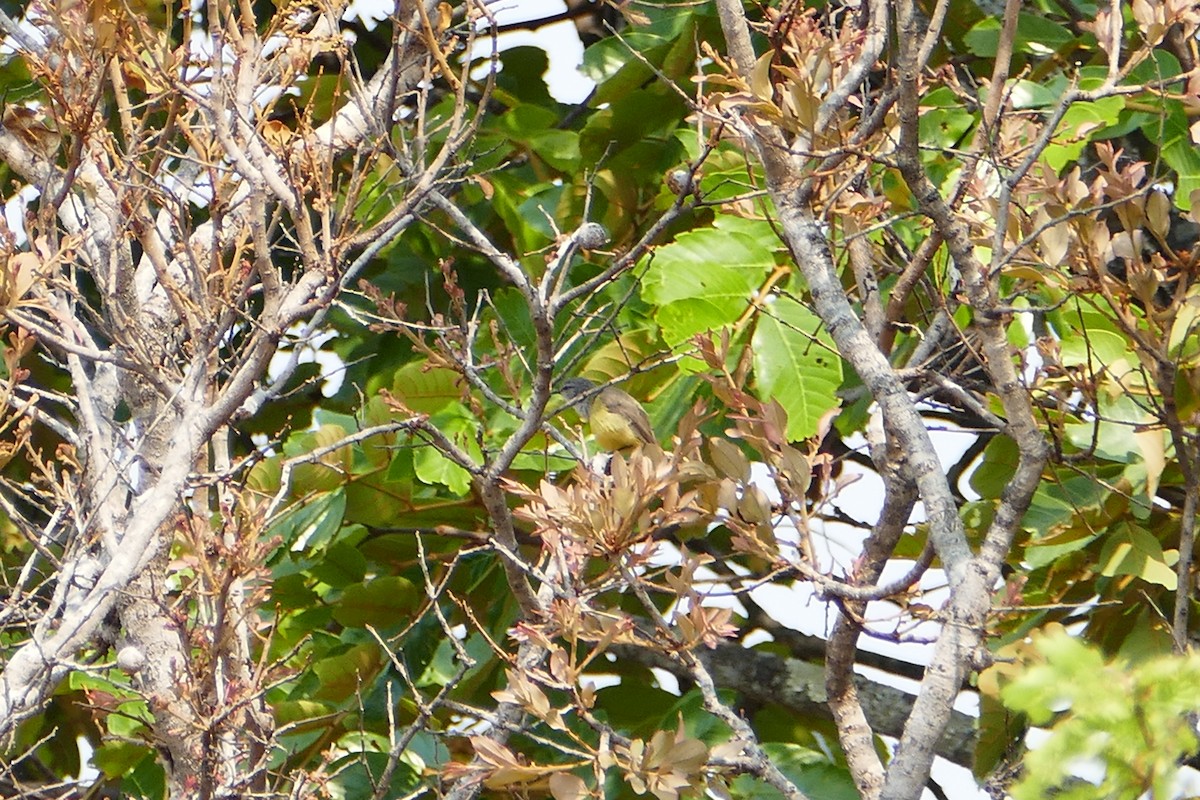 Конголезская желтобрюшка - ML70735151