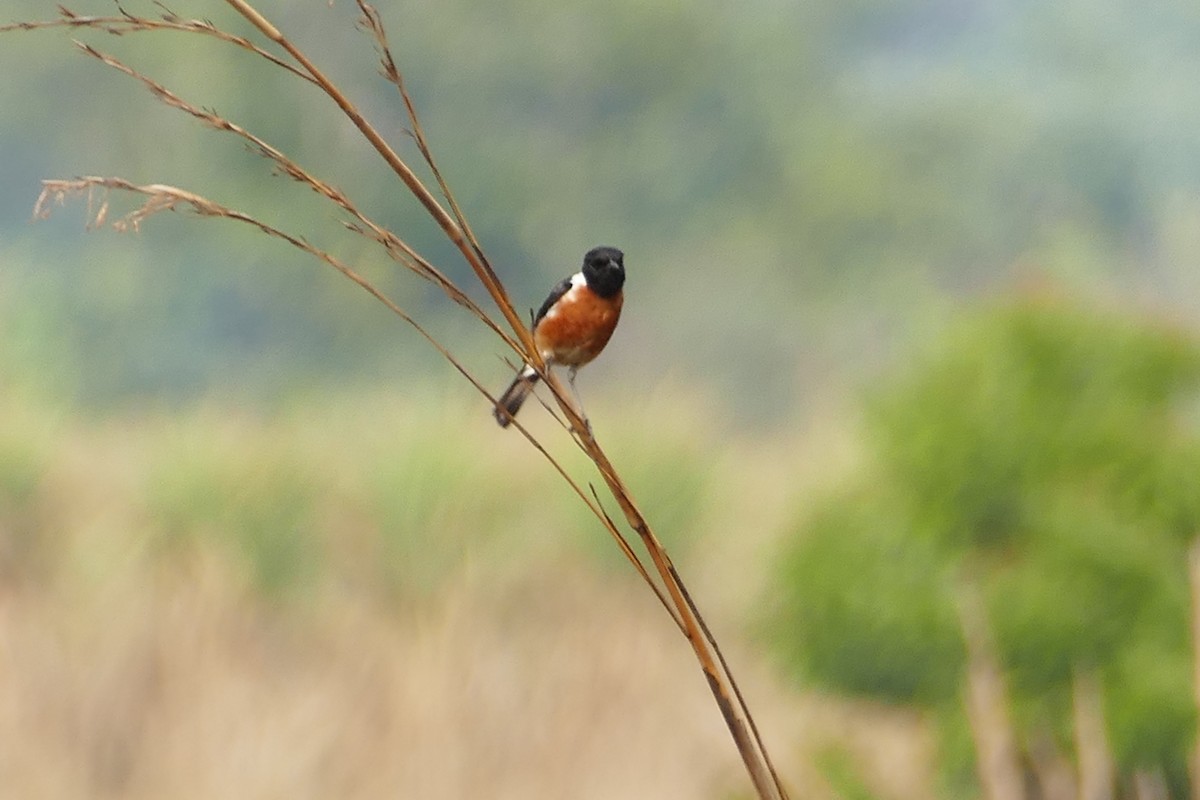 African Stonechat - ML70735531