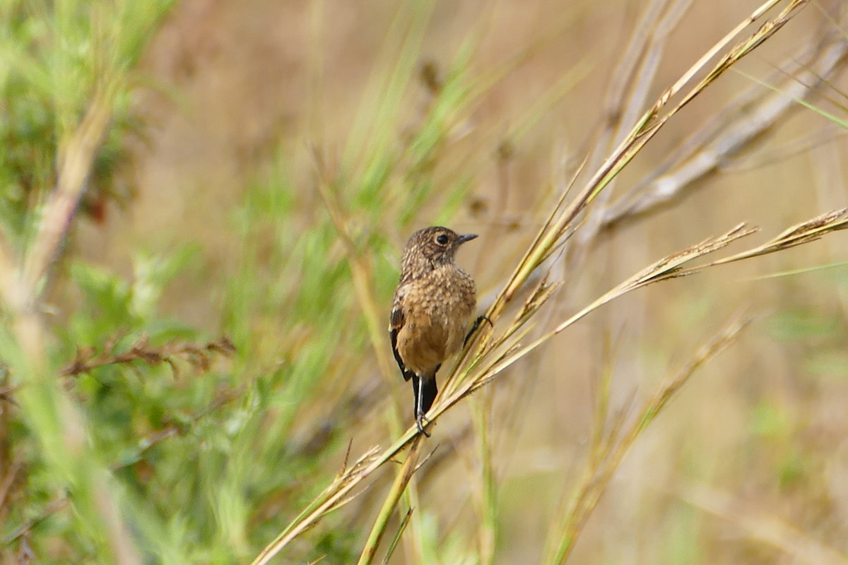 African Stonechat - ML70735541