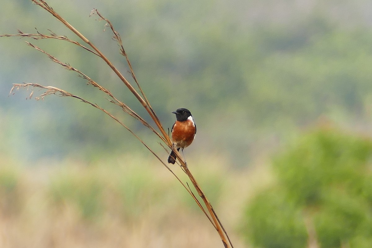 African Stonechat - ML70735551