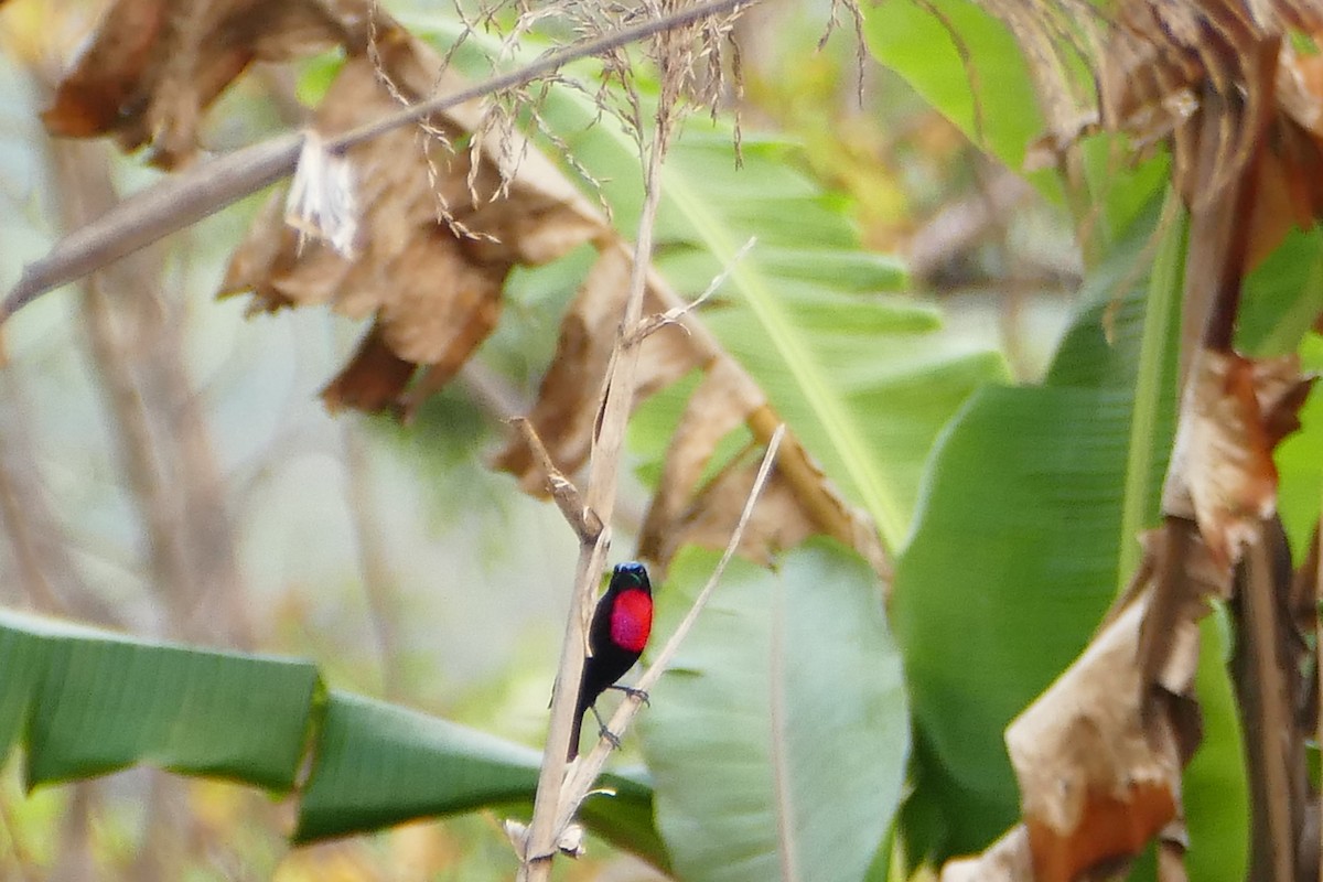 Scarlet-chested Sunbird - Peter Kaestner
