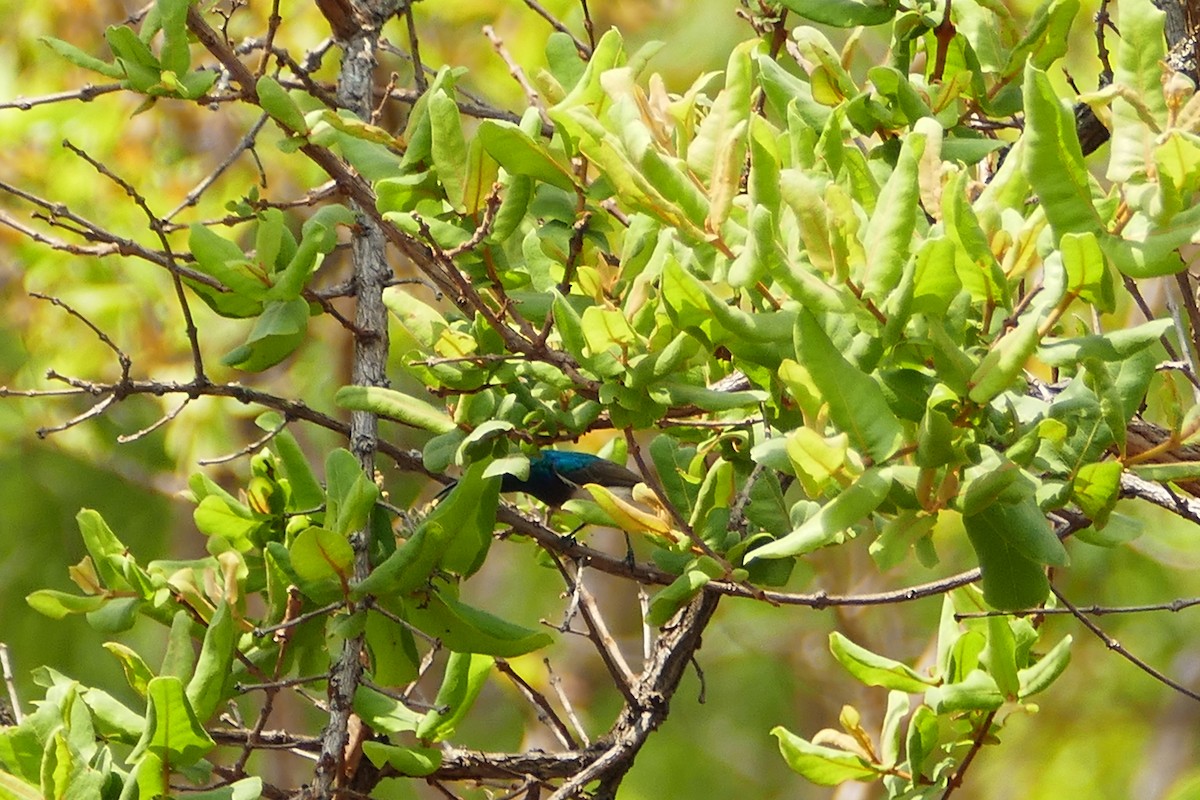 Angolanektarvogel (oustaleti) - ML70736721