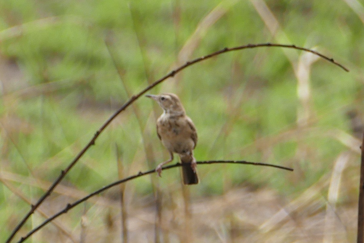 African Pipit - ML70736851