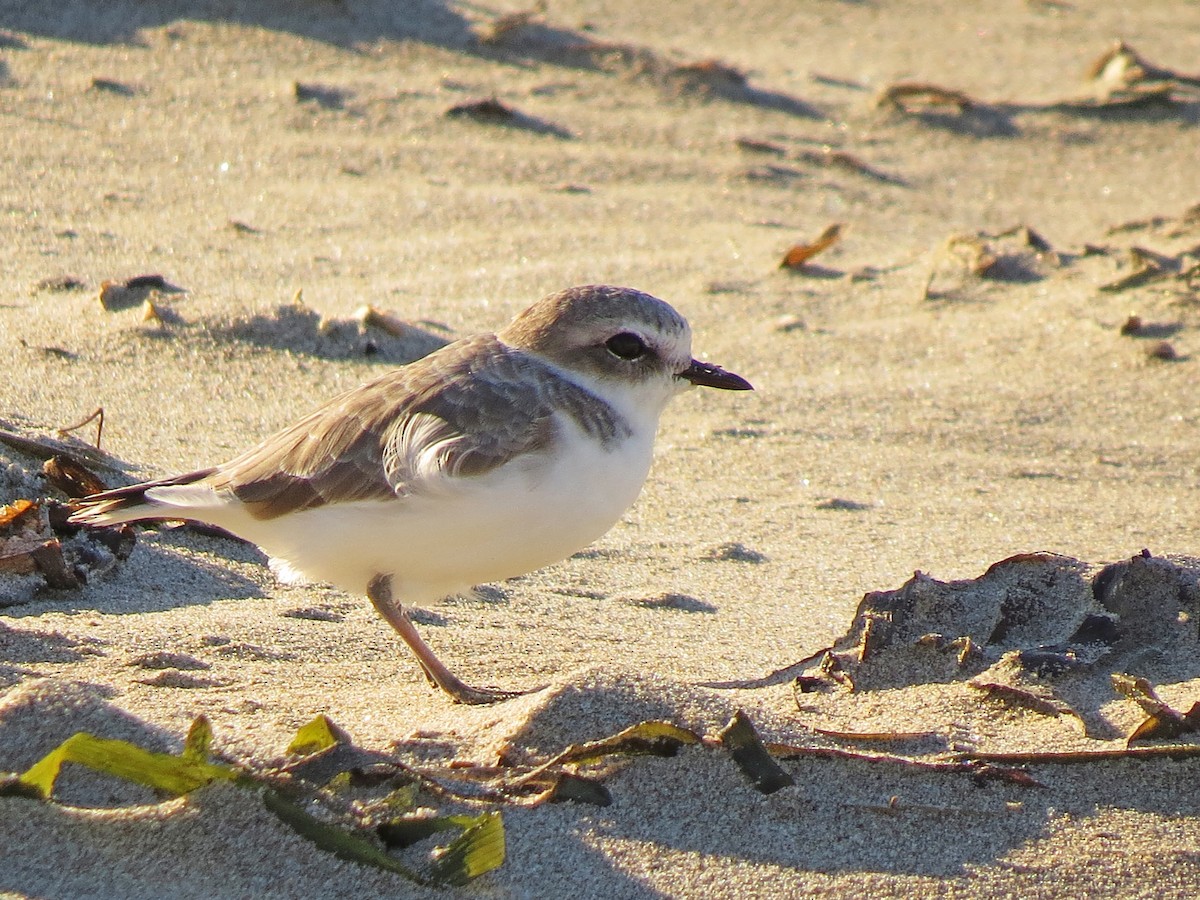 Snowy Plover - Anonymous