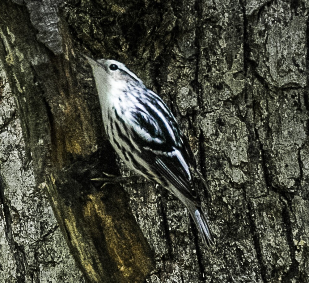 Black-and-white Warbler - ML70738081