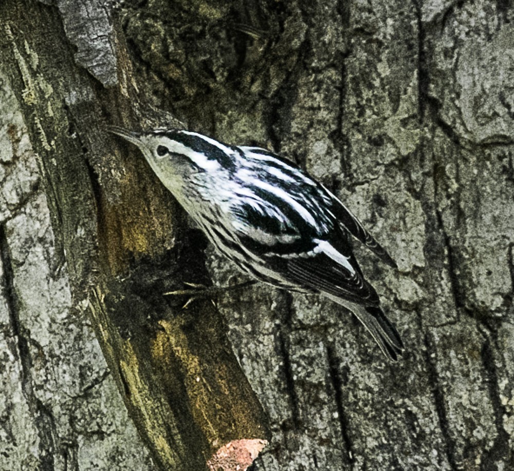 Black-and-white Warbler - ML70738111