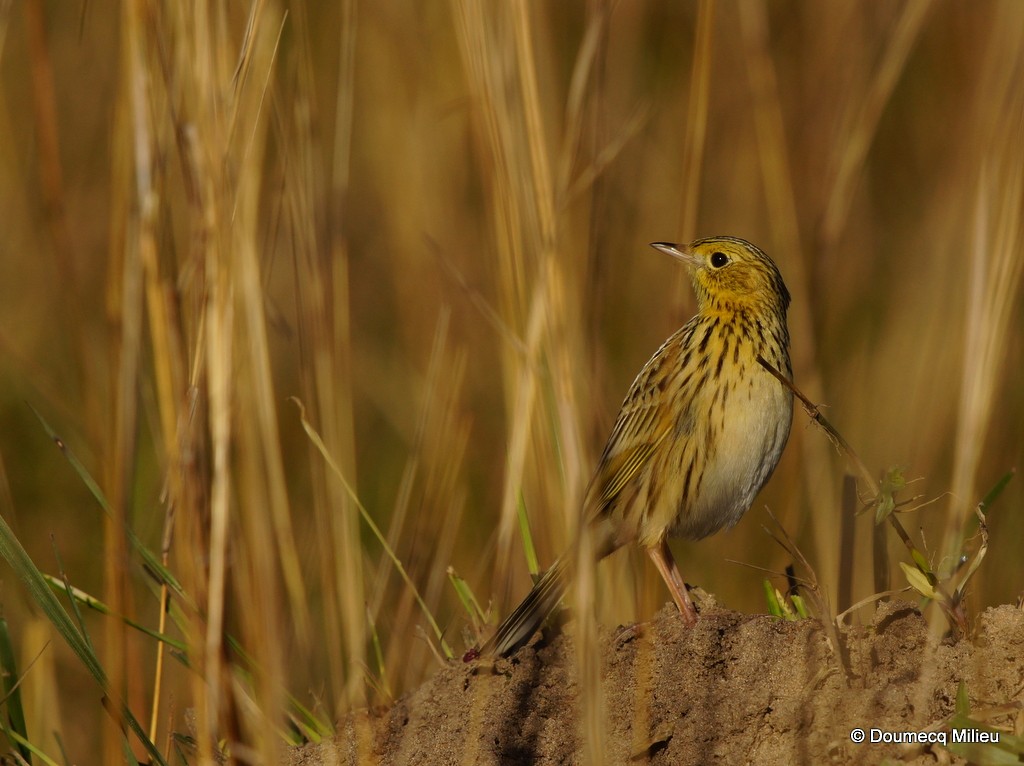 Ochre-breasted Pipit - ML70739431